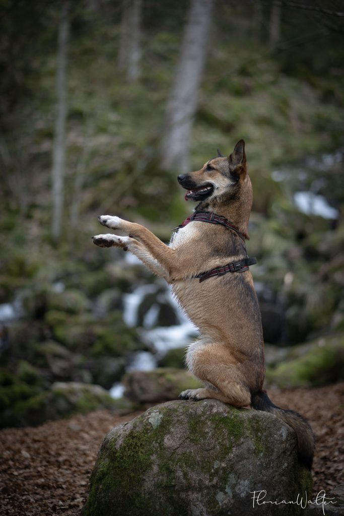 Florian Walter Photographe Alsace - séance portrait animaux de compagnie - agility Mutzig